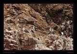 Ballestas Islands 013